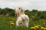 SHIH TZU 332